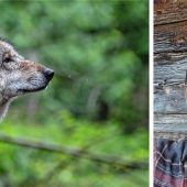 „Wolf geht gar nicht“