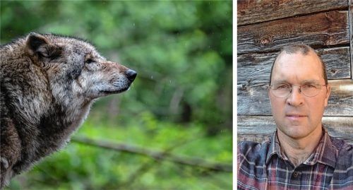 Von Wölfen (Symboldbild) oder Bären in Kulturlandschaften wie dem Mangfallgebirge hält der Schweizer Biologe Marcel Züger wenig. Foto dpa_Sina Schuldt/re