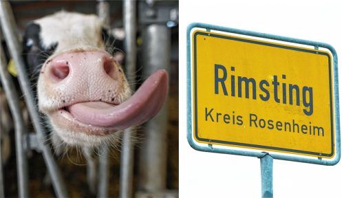 96 Kühe konnten aus dem verwahrlosten Stall in Rimsting gerettet werden. Die meisten wurden in einem Notstall untergebracht. Foto dpa