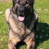 Zollhund „Ludwig“ 100 Mal erfolgreich