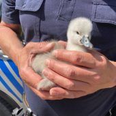 Polizisten als Tierretter