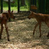 Nordischer Nachwuchs