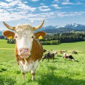 Wie Fleischkonsum das Klima retten soll