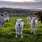 Irland: Kühe töten für den Klimaschutz?
