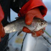 Fangverbot soll Felchen retten