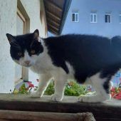 Trauer um Rekordkatze „Stupsi“