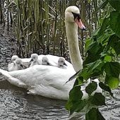 Schwanenfamilie wählt Kolbermoor als Heimat