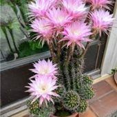 Kakteen blühen über Nacht auf