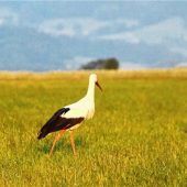Störche im Abendlicht
