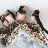 Rauchschwalben in Rosenheim