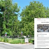 Petition soll 80 Bäume retten