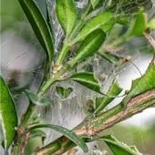 Vorsicht vor dem Buchbaumzünsler