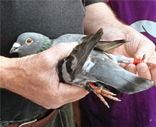 Der elektronische Konstatierring mit integriertem Chip zur Zeiterfassung ist am Fuß der Taube angebracht.Foto  Stache