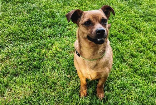 Der Hund Fanny bringt gute Laune ins Zuhause.Foto  re