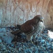 Die Falkenküken sind geschlüpft