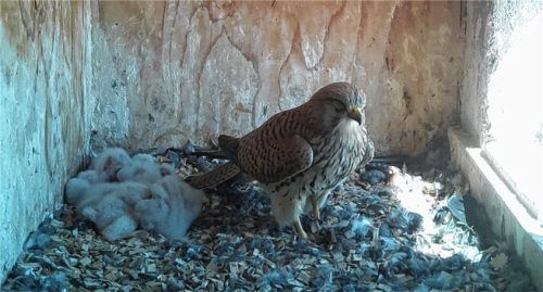 Die Falkenmama neben ihrem flauschigen Nachwuchs im Turm der St.-Nikolaus-Kirche. Foto rosenheimer-stadtfalken.