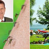 Das große Summen und Stechen