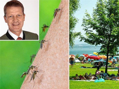 Die Mücken sind los. Auch am Chiemsee kommen sie vermehrt vor, aber eine Bekämpfung ist nicht möglich. Andreas Fenzl, Vorsitzender des AUV Chiemsee (links oben), erklärt warum. Fotos dpa/re/Berger