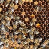 500 Bienen in Gewahrsam genommen