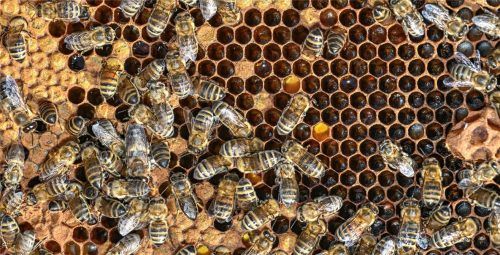 Eine Wabe mit zahlreichen Bienen: Wenn es im Bienenstock zu eng wird, teilt sich das Volk auf. Die alte Bienenkönigin wird aus ihrem Volk vertrieben und sucht sich mit einem Teil ihrer alten Gefolgschaft einen neuen „Wohnort“. Foto dpa