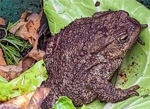 Für beigetretene Gemeinden stehen unter anderem Artenschutz und Biodiversität auf der Agenda. Dazu gehören gefährdete Tiere wie Kröten, Frösche und andere Lurcharten. Foto  hoffmann