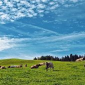Richtiges Verhalten auf den Almen
