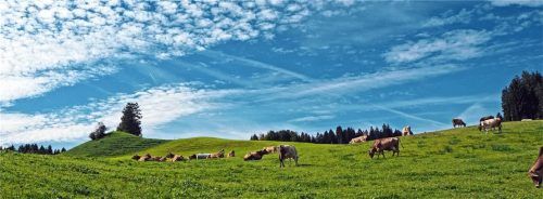 Gesunden Menschenverstand und Respekt braucht es bei Ausflügen auf die Alm.

Foto adobe stock/Ilan Amith