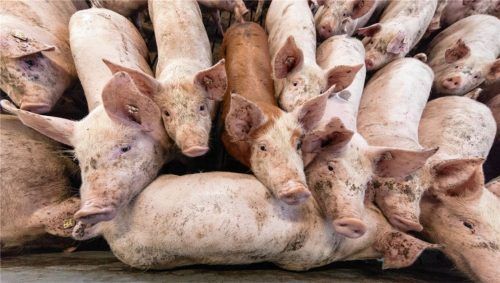 Im Abwärtstrend: Die Zahl der Schweinemast- und Ferkelzuchtbetriebe in der Region sinkt weiter. Für viele ist die Schweinehaltung nicht mehr rentabel. Foto dpa