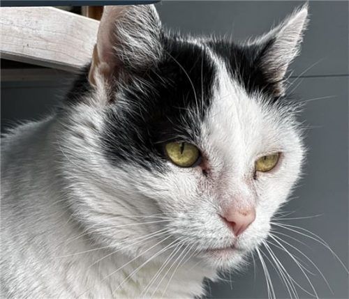 Kater Maxi verbringt den Tag am liebsten entspannt in der Sonne. Foto re