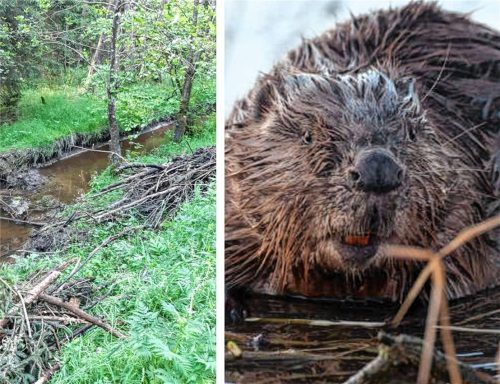 Laut Polizei keine Seltenheit: In der Zillhamer Achen bei Halfing wurde ein Biberdamm zerstört. Foto Polizeiinspektion Prien /dpa
