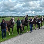 Sechs Stuten nehmen an Landesschau teil