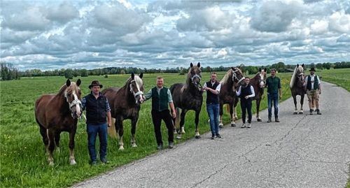 Mit Spitzenwerten schnitten die süddeutschen Stuten des Jahrgangs 2020 bei der diesjährigen Aufnahme in das Stutbuch ab. Ein riesiger Erfolg für die Rosenheimer Zuchtgemeinschaft mit (von links) Sebastian Grandauer, Georg Gilg, Thomas Himmelstoß, Regina Heiss, Rupert Hell und Sebastian Seebacher.Foto Steffenhagen