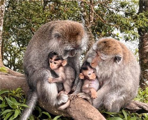 Überall auf Bali sind Affen zu beobachten. Fotos luisa simon