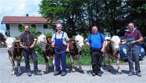 Vier Zuchtstiere der Kuh „Pumuckl“ und des Besamungsstiers „Wega“ wurden gleichzeitig beim Zuchtviehmarkt in Traunstein angeboten.Foto re