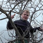 Die Laubholz-Mistel bereitet große Sorgen