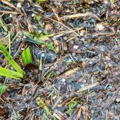 Von Crailsheim hält an Klage fest