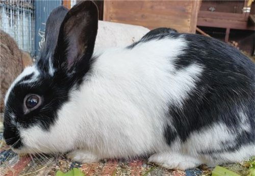 Zwergkaninchen Alice sucht ein neues Zuhause. Foto re