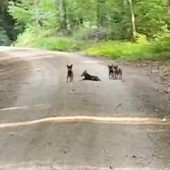 Radlerin filmt Wolfs-Welpen