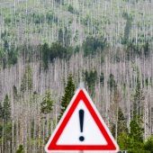 Wieder droht der Borkenkäfer