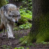 Erster Wolf legal abgeschossen