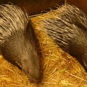 Die X-Men von Hellabrunn