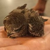 Rettungsaktion für Vögelchen Zwei Motorradfahrer schwer verletzt Umbau: Kreuzung wird gesperrt