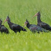 Stromschlag tötet seltene Vögel