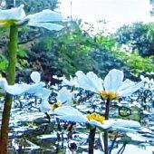 Gesucht: Der Name dieser weißen Blütenpracht