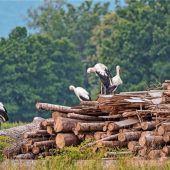 Zahlreiche Weißstörche zu Gast in Rosenheim