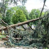 Irreparable Schäden in Kolbermoor: Sturm entwurzelt 60 Jahre alte, gesunde Linden