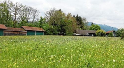 Auf der Fläche in Wilhelming dürfen die beiden beantragten Tiny-Häuser nicht stehen, da sie sich nicht ins Ortsbild einfügen.Foto Rehberg