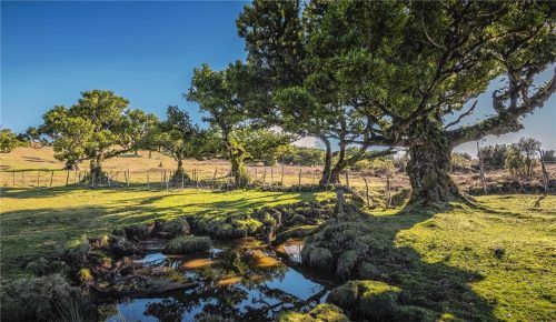 Die autonome Region Madeira, die zu Portugal gehört und knapp vier Flugstunden von Deutschland entfernt ist, liegt vor der Westküste Afrikas im Atlantischen Ozean. Die Insel bietet viel Sehenswertes –zum Beispiel den Lorbeerwald von Fana. Foto Francisco Correia