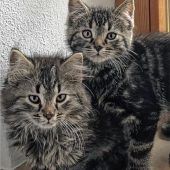 Kleine „Tiger“ suchen ein Zuhause