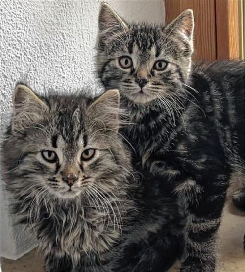 Die hübschen Kater-Lausbuben Dobby und Fluffy.Foto  re